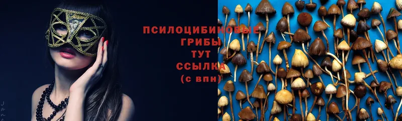 Псилоцибиновые грибы Psilocybine cubensis  Рассказово 